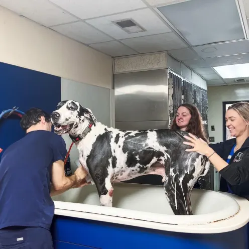 Staff members washing black and white dog