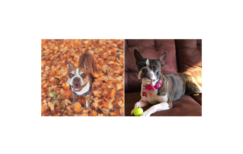 Bella's Pets