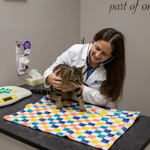 TL Cat Exam TL Cat Exam