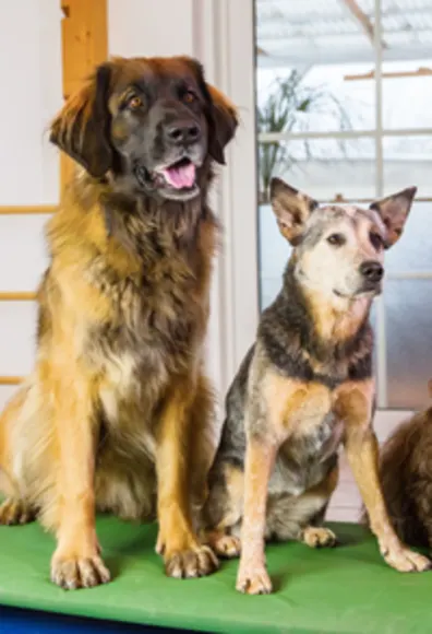 Two Dogs Standing Together on a Green Mat Two Dogs Standing Together on a Green Mat