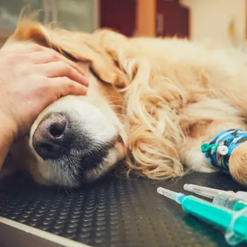 An old Golden Retriever is getting anesthesia before surgery.  One of the veterinarians is placing their hands over the dogs eyes on a medical table.