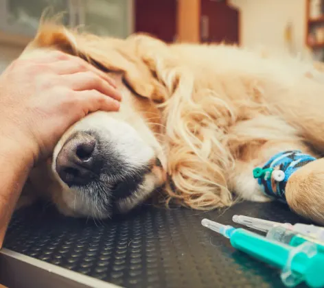 An old Golden Retriever is getting anesthesia before surgery.  One of the veterinarians is placing their hands over the dogs eyes on a medical table.
