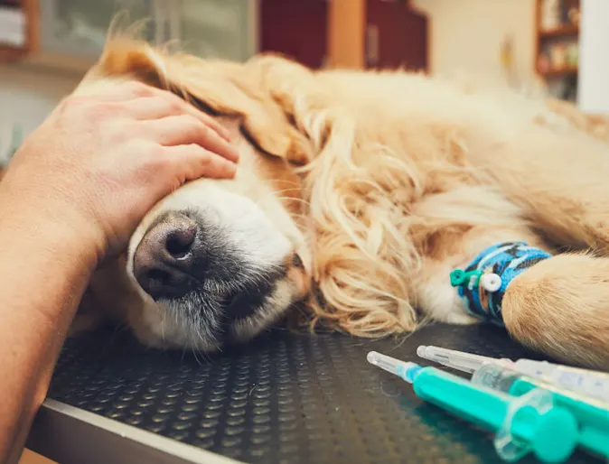 An old Golden Retriever is getting anesthesia before surgery. One of the veterinarians is placing their hands over the dogs eyes on a medical table. An old Golden Retriever is getting anesthesia before surgery. One of the veterinarians is placing their hands over the dogs eyes on a medical table.