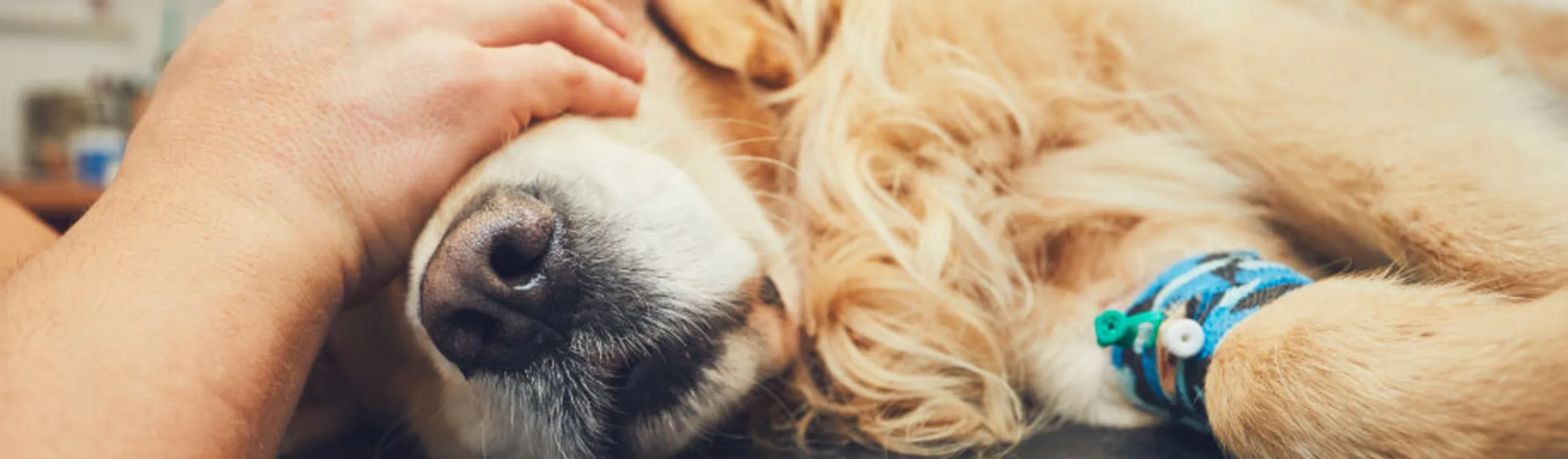 An old Golden Retriever is getting anesthesia before surgery. One of the veterinarians is placing their hands over the dogs eyes on a medical table. An old Golden Retriever is getting anesthesia before surgery. One of the veterinarians is placing their hands over the dogs eyes on a medical table.