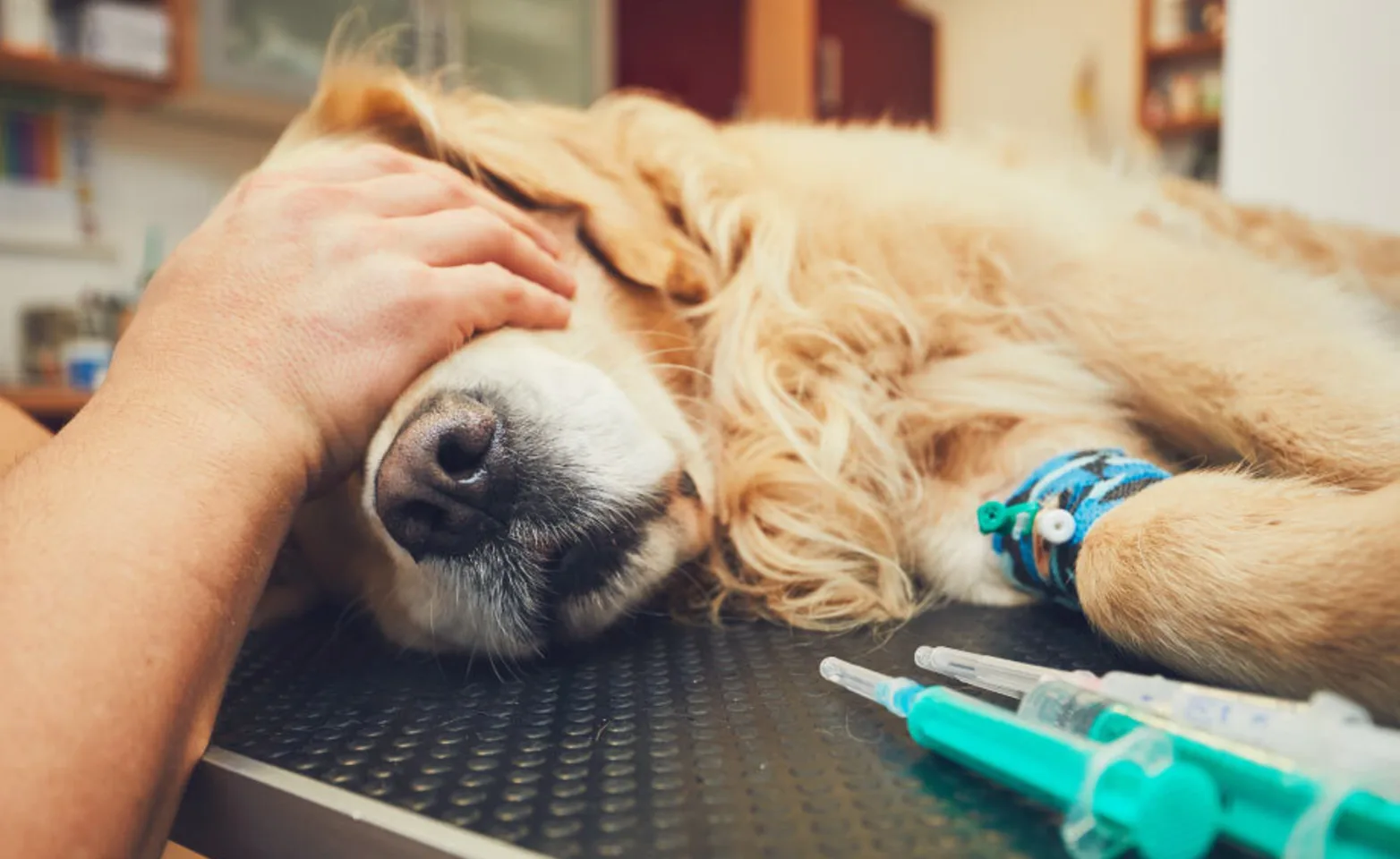 An old Golden Retriever is getting anesthesia before surgery.  One of the veterinarians is placing their hands over the dogs eyes on a medical table.