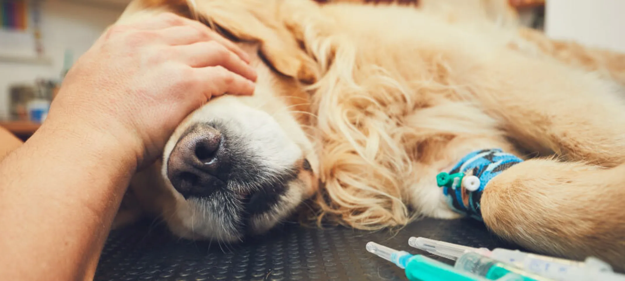 An old Golden Retriever is getting anesthesia before surgery.  One of the veterinarians is placing their hands over the dogs eyes on a medical table.