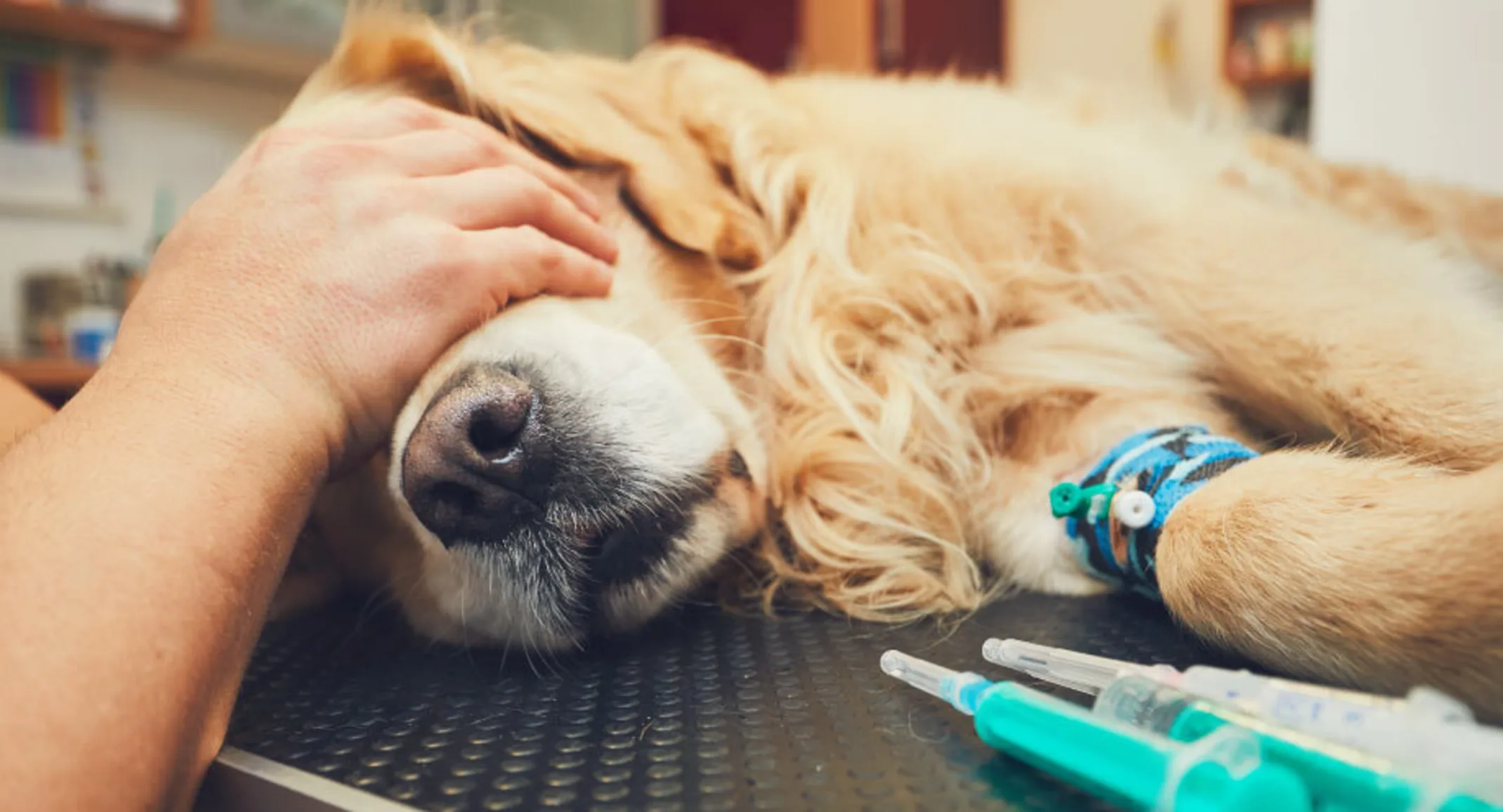 An old Golden Retriever is getting anesthesia before surgery.  One of the veterinarians is placing their hands over the dogs eyes on a medical table.