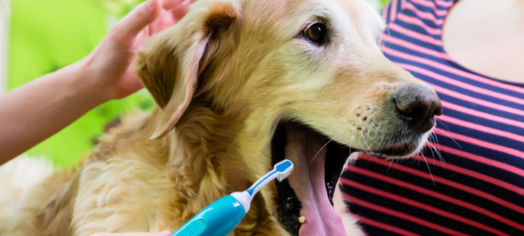 Golden Labrador Retriever is getting their teeth brushed by the staff members.