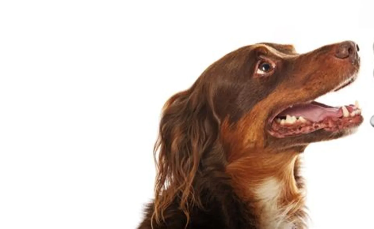 Canine Dental Check Canine Dental Check