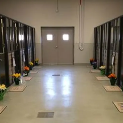 Pet suites Pet suites