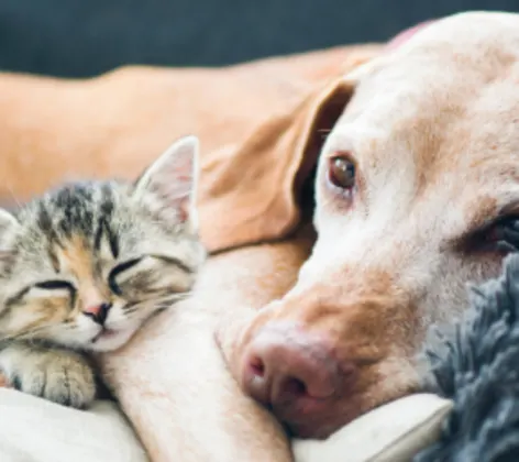 Senior dog and kitten snuggling on a couch Senior dog and kitten snuggling on a couch
