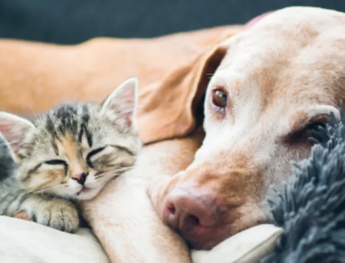 Senior dog and kitten snuggling on a couch