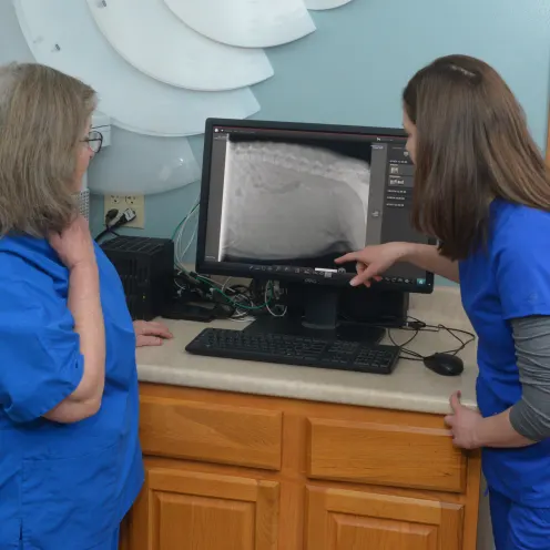 Two veterinary staff observing a scan on a computer monitor