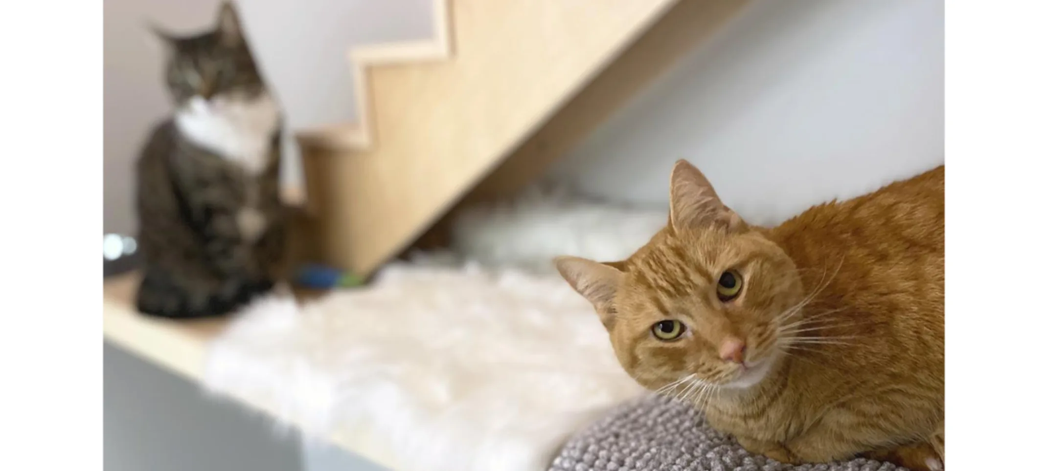 2 Cats on Condo 2 Cats on Condo