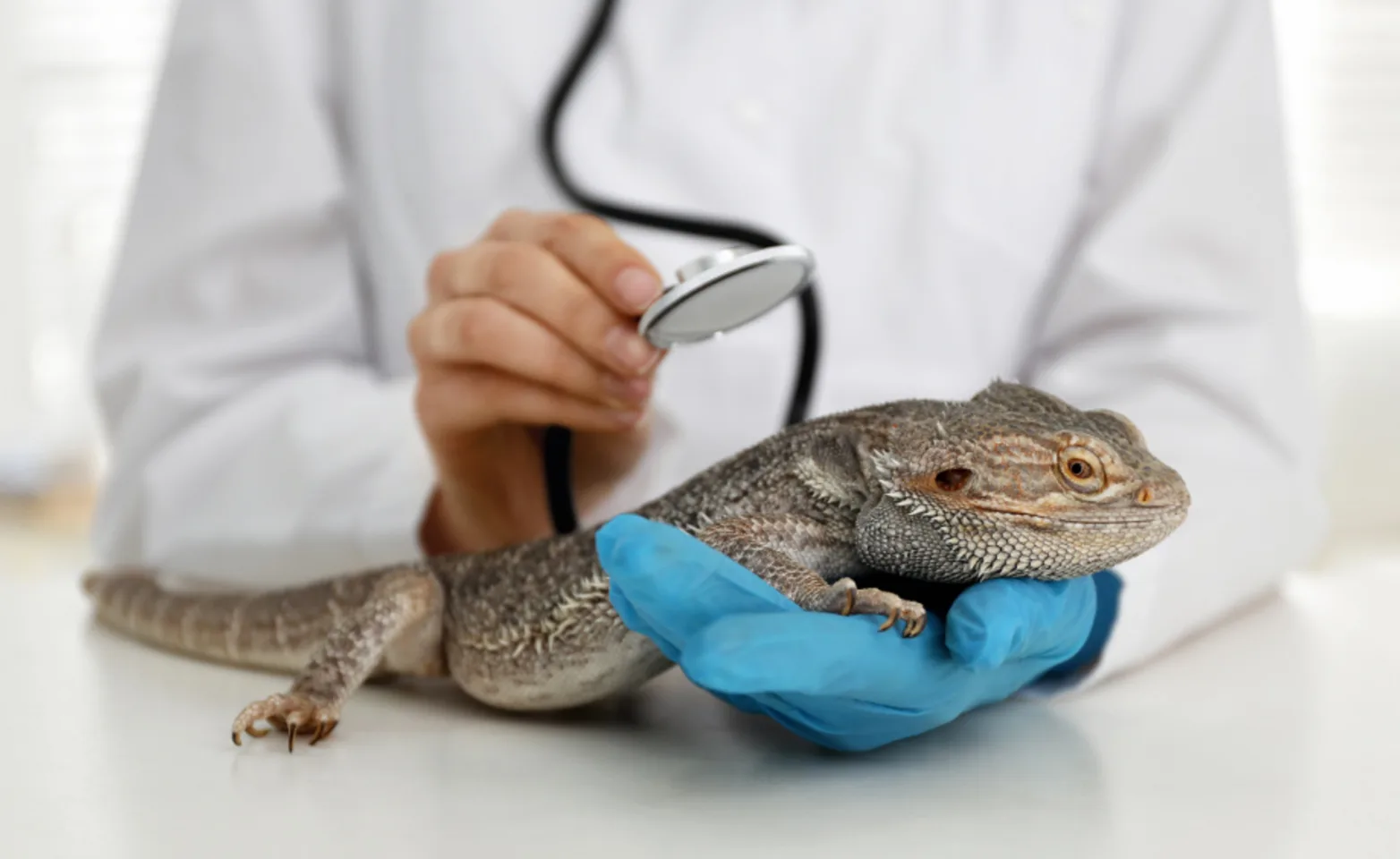 A veterinarian examining a lizard with a stethoscope