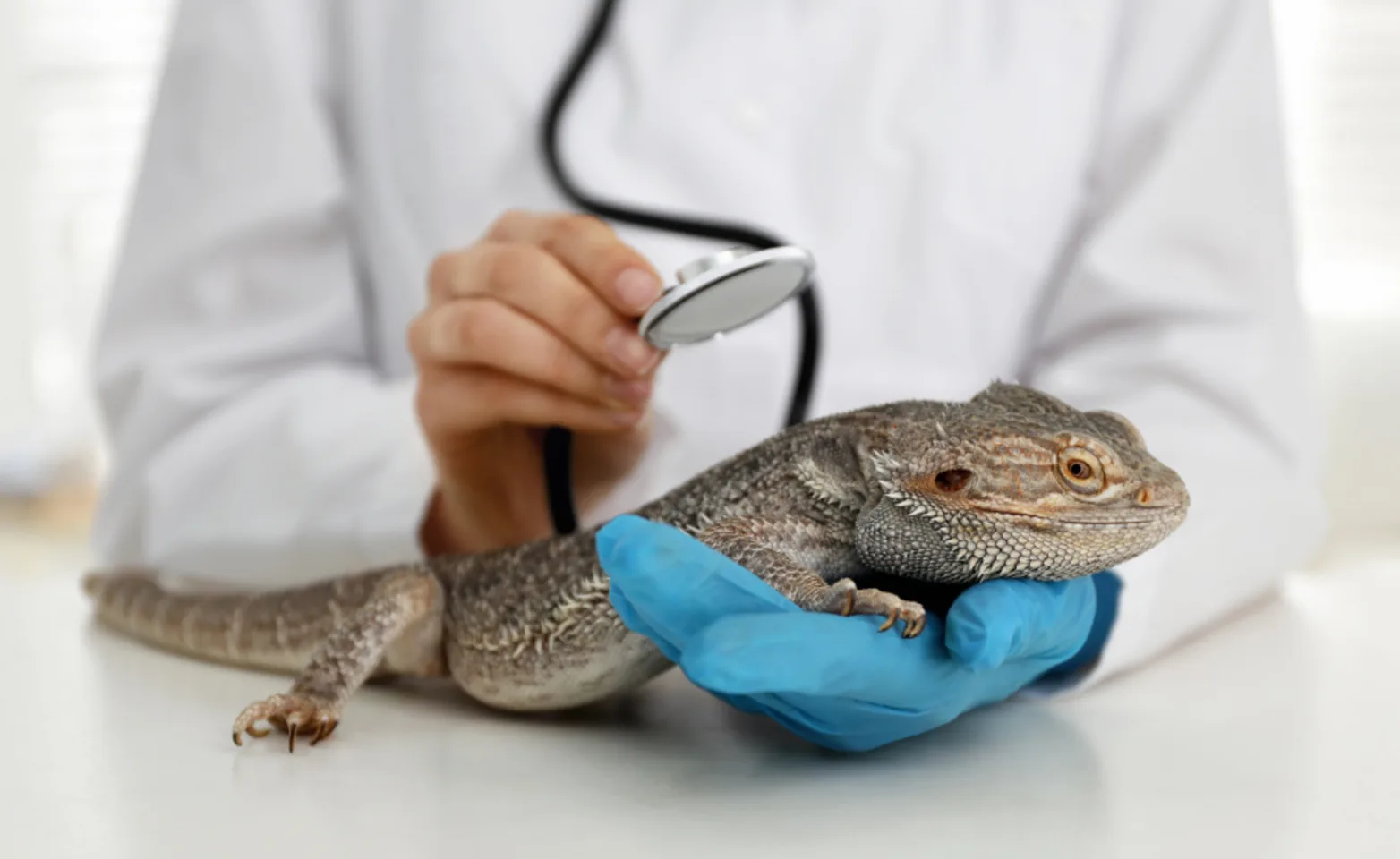 A veterinarian examining a lizard with a stethoscope A veterinarian examining a lizard with a stethoscope