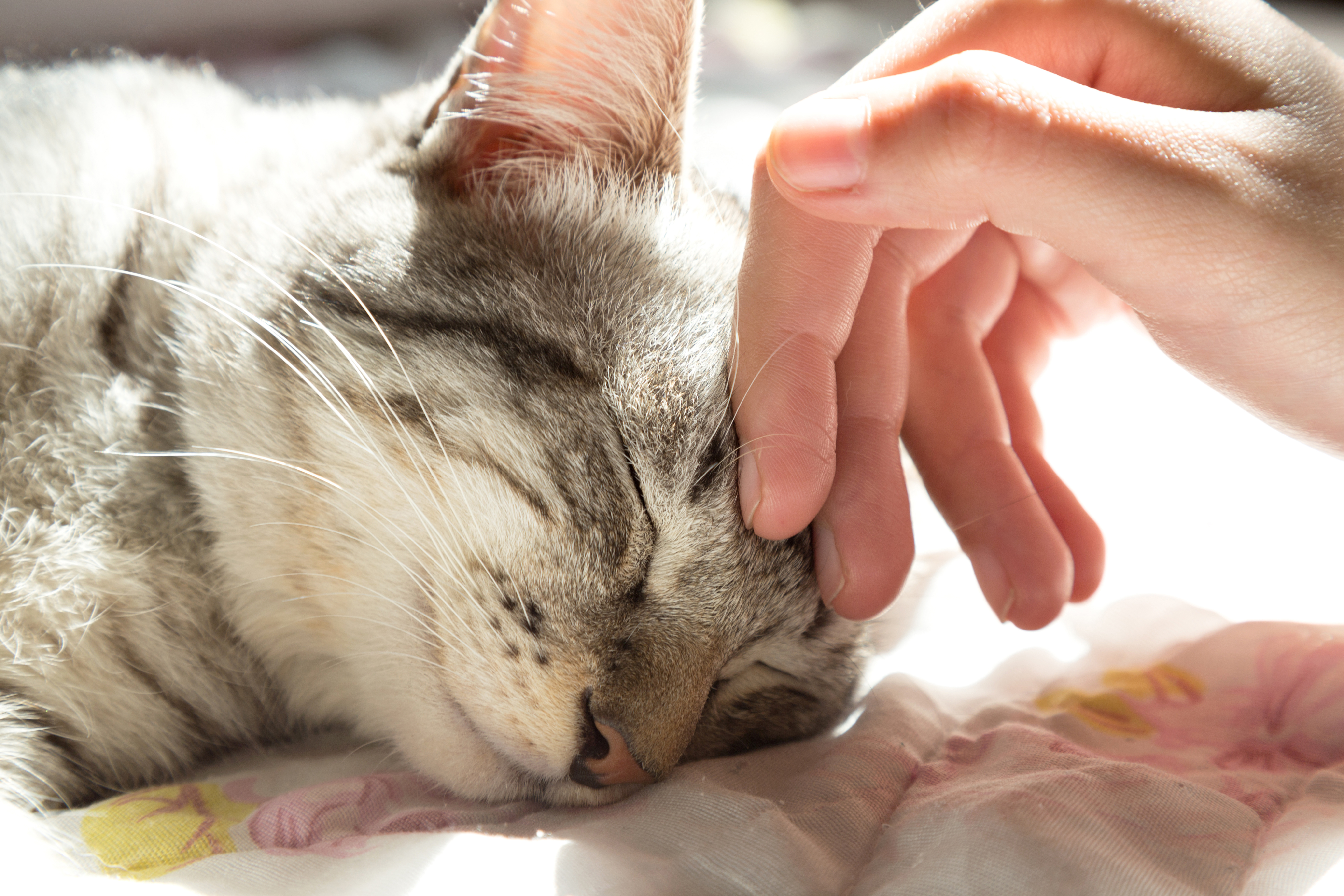 hand petting cat on the head