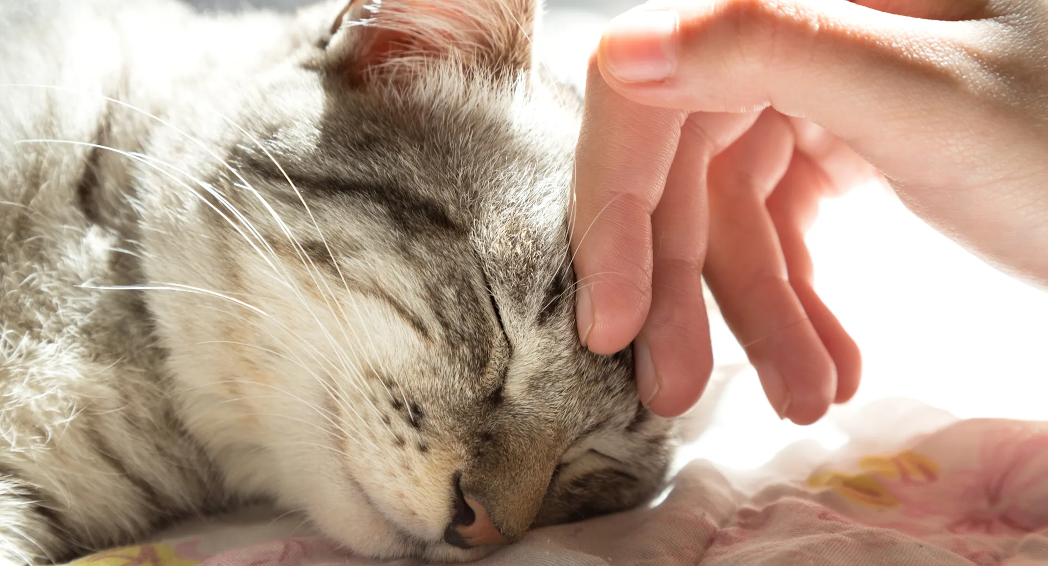 hand petting cat on the head hand petting cat on the head