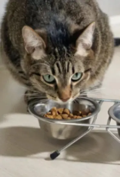 Cat Eating from Pet Bowl Cat Eating from Pet Bowl