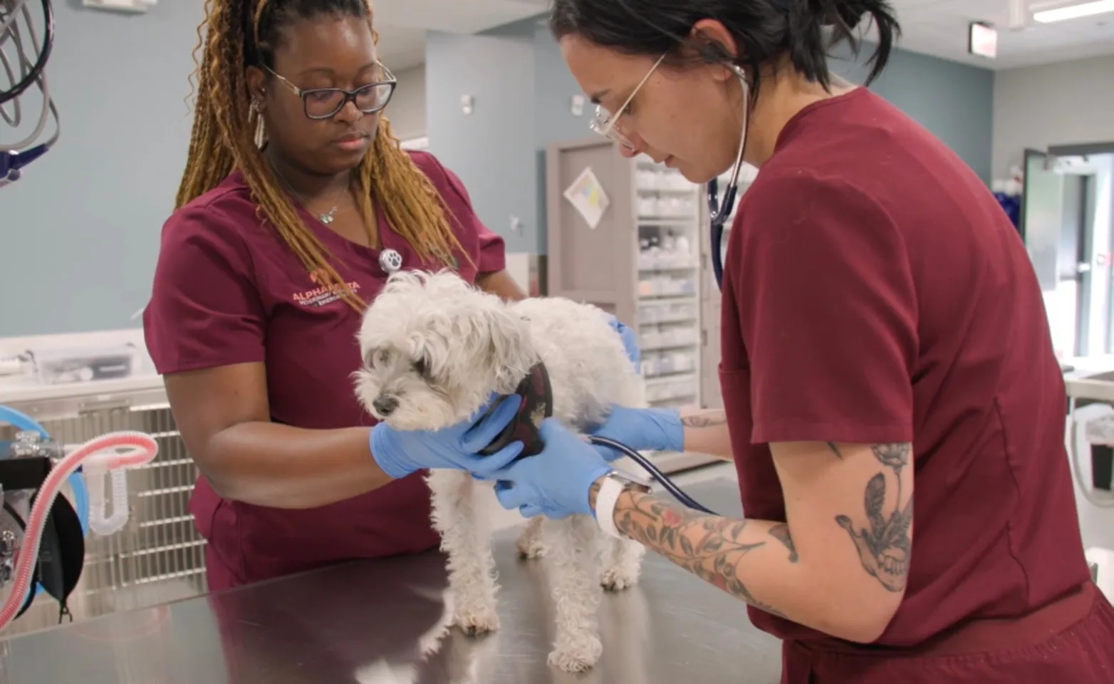 Two staff members working on a small white dog Two staff members working on a small white dog