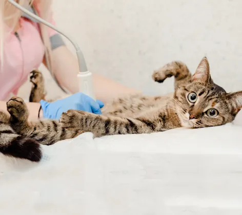 Cancer Care Options at Animal Specialty & Emergency Center Cancer Care Options at Animal Specialty & Emergency Center