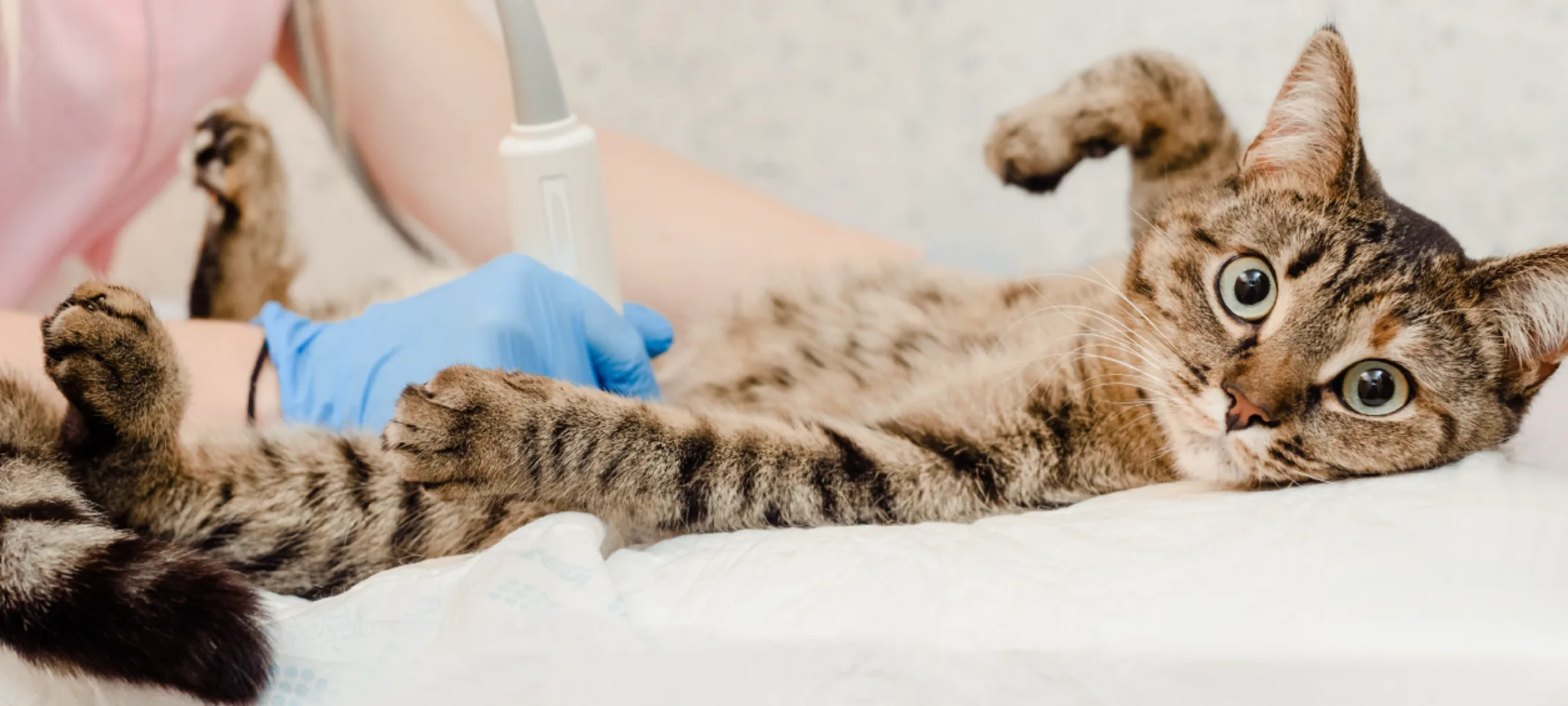 Cancer Care Options at Animal Specialty & Emergency Center Cancer Care Options at Animal Specialty & Emergency Center