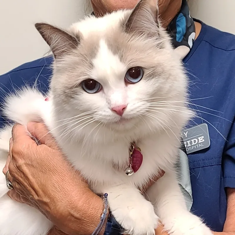 Beccy Yaron Beccy Yaron