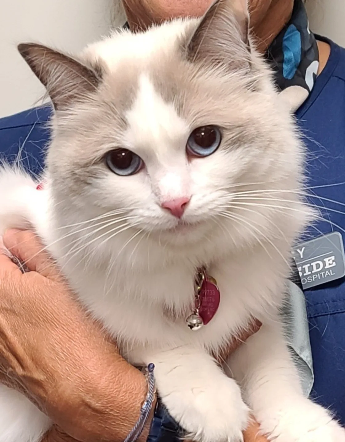 Beccy Yaron Beccy Yaron