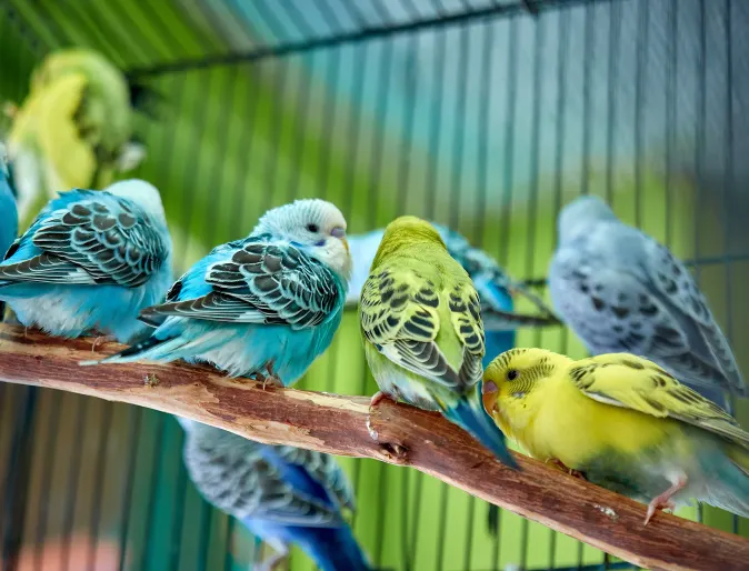 Birds sitting in cage