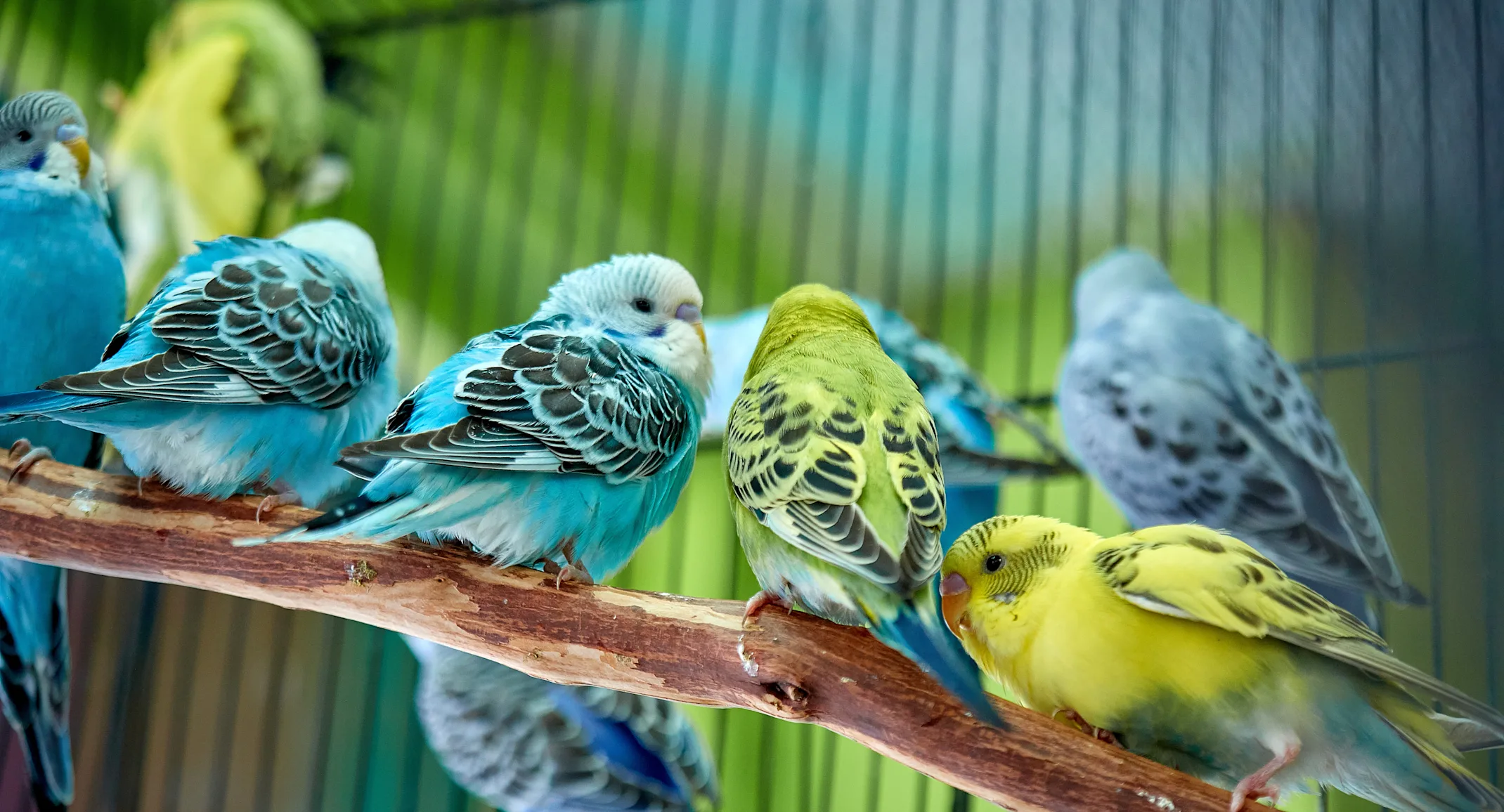 Birds sitting in cage