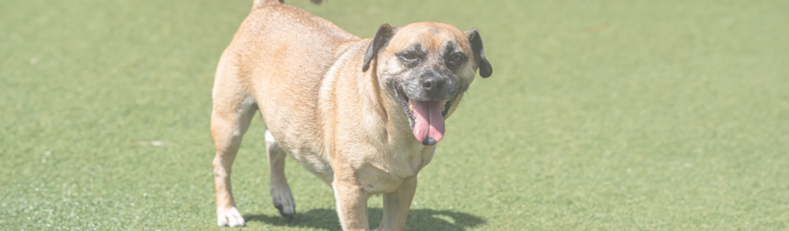 A dog looking at the camera with its tongue out A dog looking at the camera with its tongue out