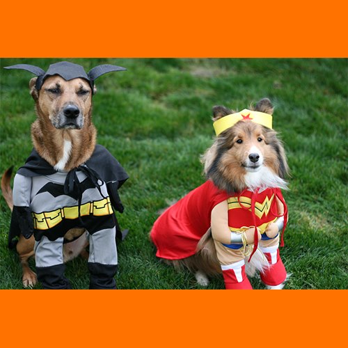 Dogs in Costumes