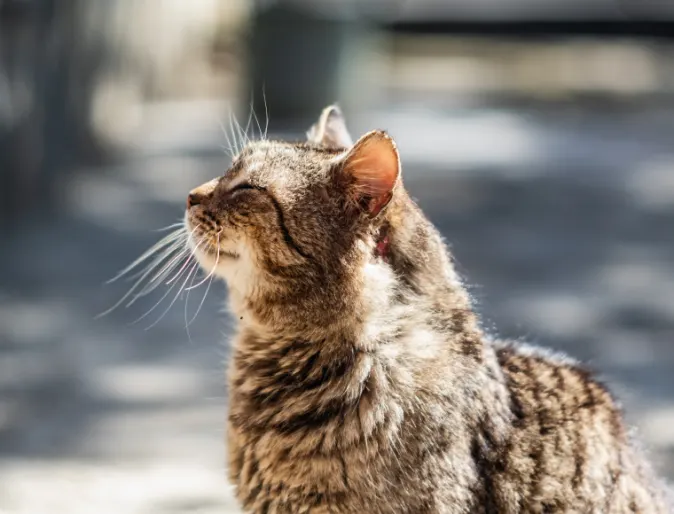 Cat sitting outdoors in the sun