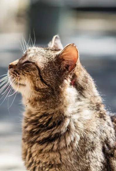 Cat sitting outdoors in the sun Cat sitting outdoors in the sun