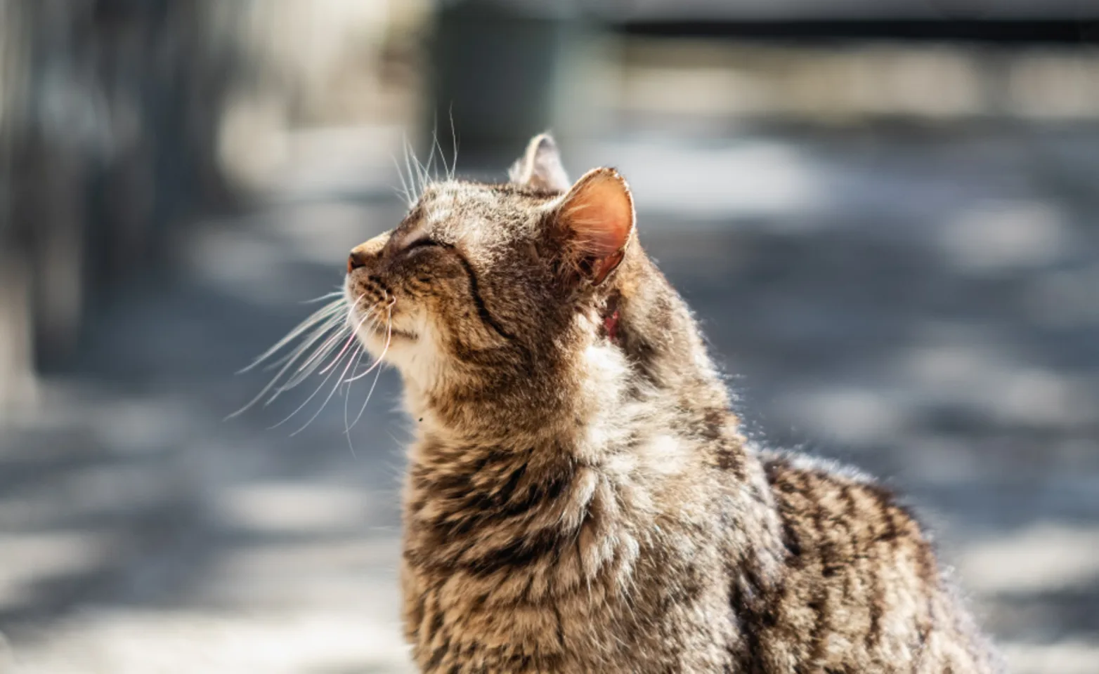 Cat sitting outdoors in the sun