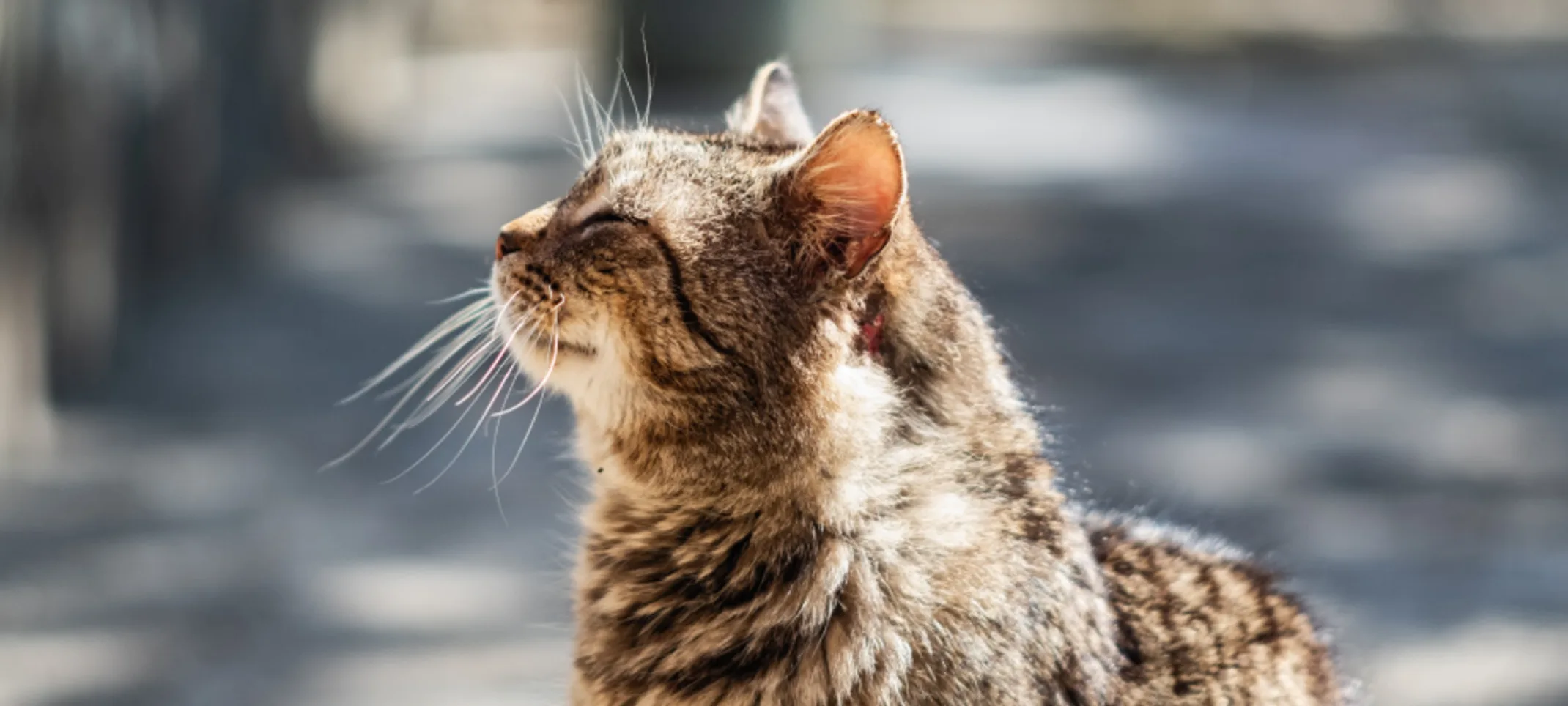 Cat sitting outdoors in the sun