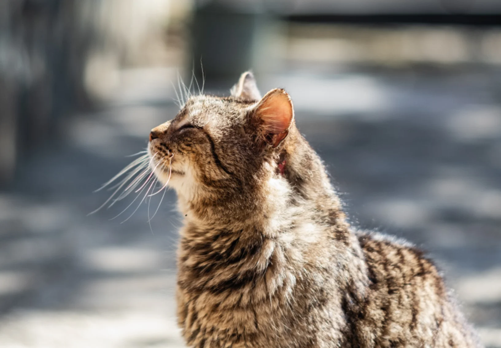 Cat sitting outdoors in the sun Cat sitting outdoors in the sun