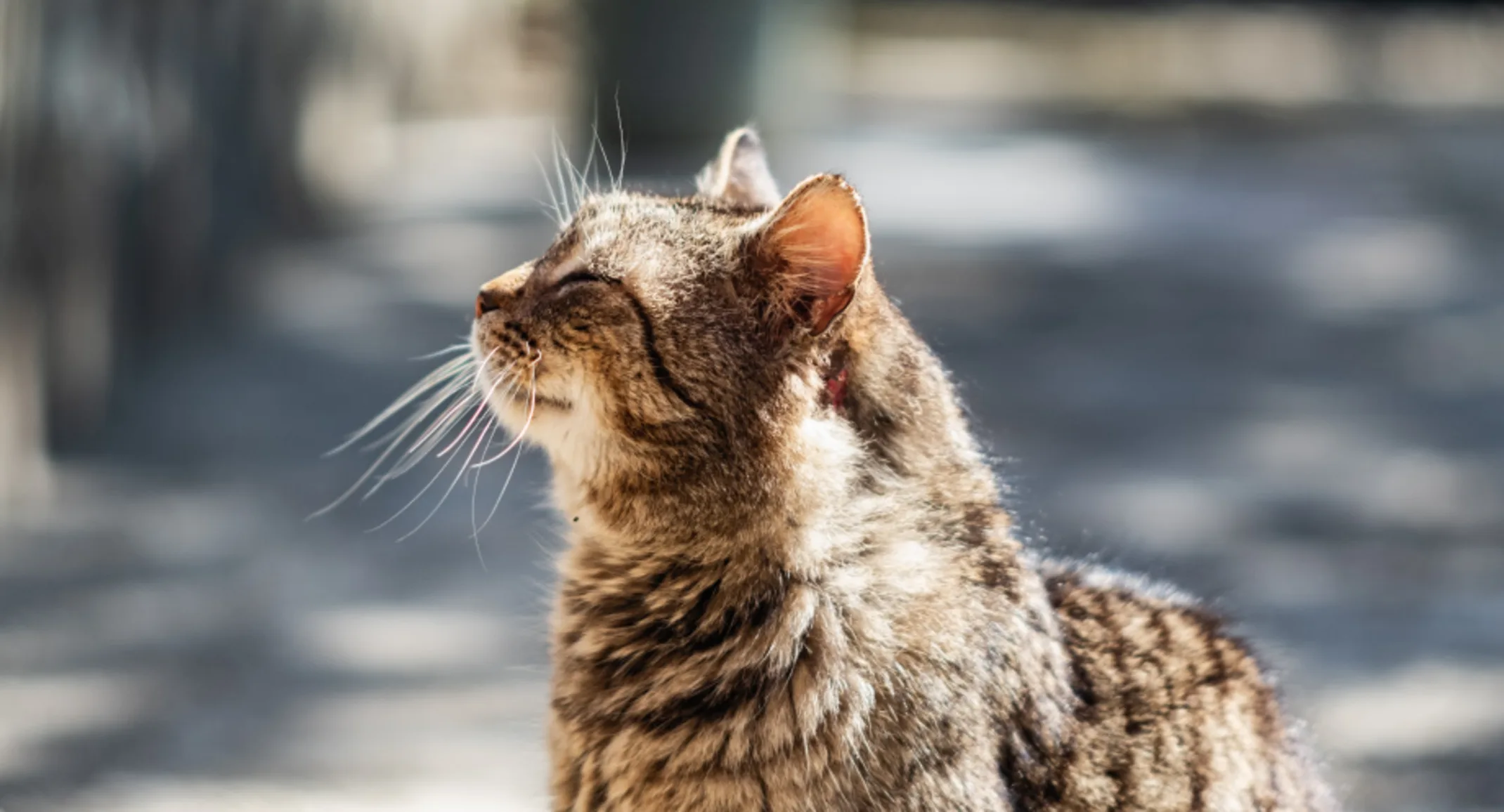 Cat sitting outdoors in the sun