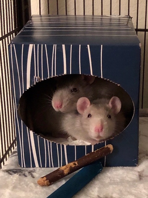  A hamster inside a tissue box