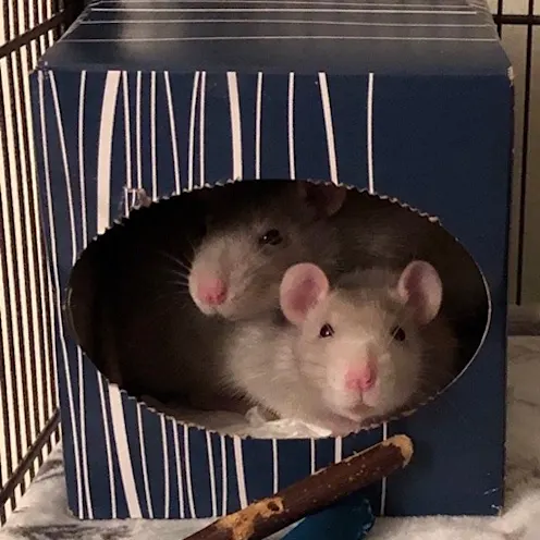 A hamster inside a tissue box A hamster inside a tissue box