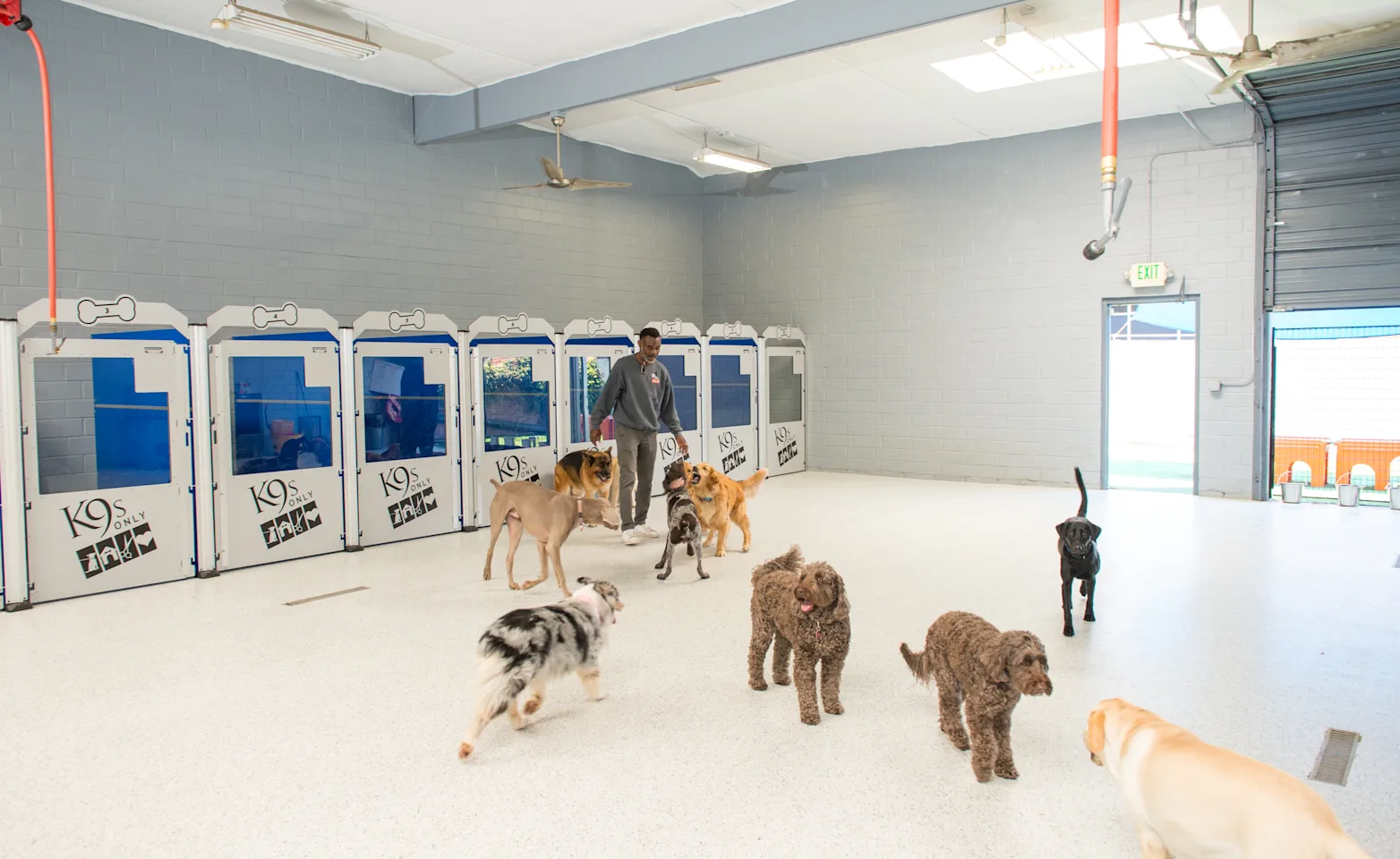 Dogs running around outside in play area at K9s Only Dogs running around outside in play area at K9s Only