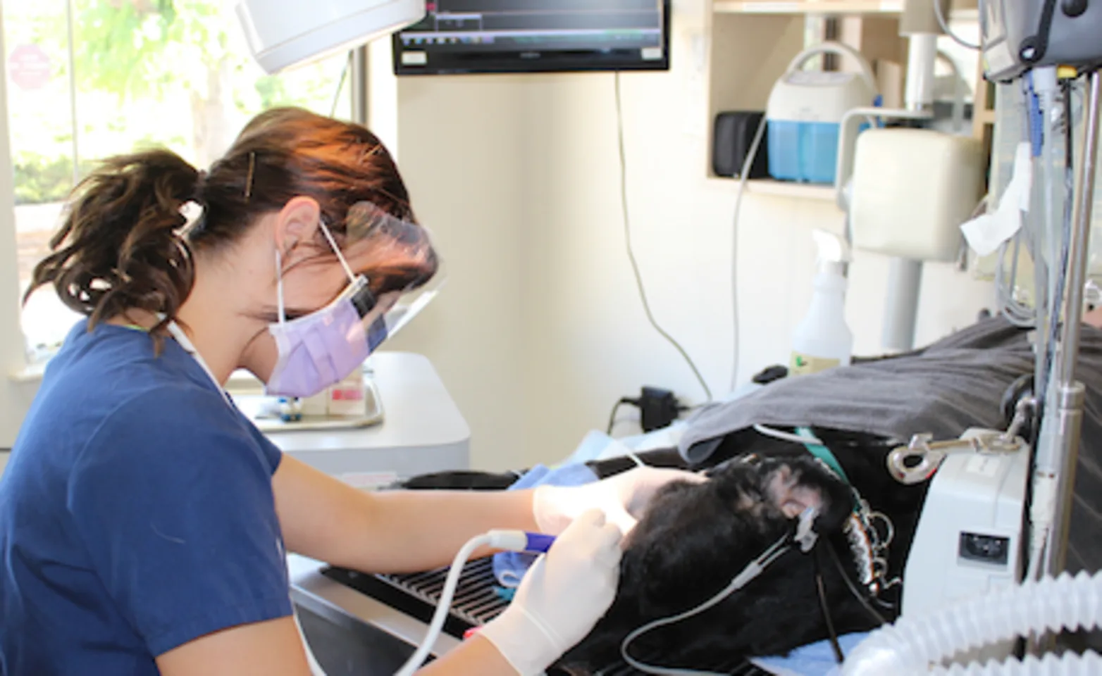 Technician Scaling Teeth Technician Scaling Teeth