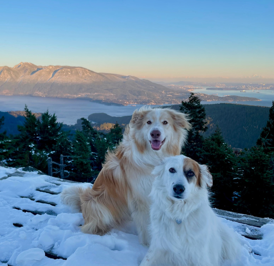A photo of two dogs named Fischer & Burkie standing at the top of a snow-covered mountain