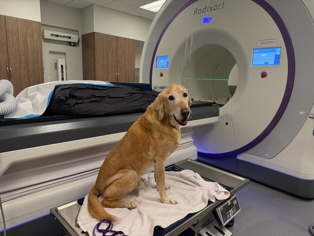A golden Labrador on a padded treatment table in front of an Accuray Radixact radiation therapy machine in a veterinary treatment room