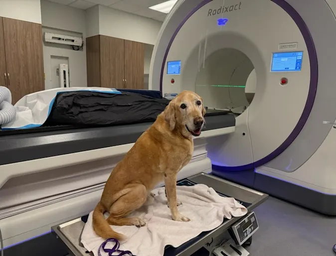 A golden Labrador on a padded treatment table in front of an Accuray Radixact radiation therapy machine in a veterinary treatment room A golden Labrador on a padded treatment table in front of an Accuray Radixact radiation therapy machine in a veterinary treatment room