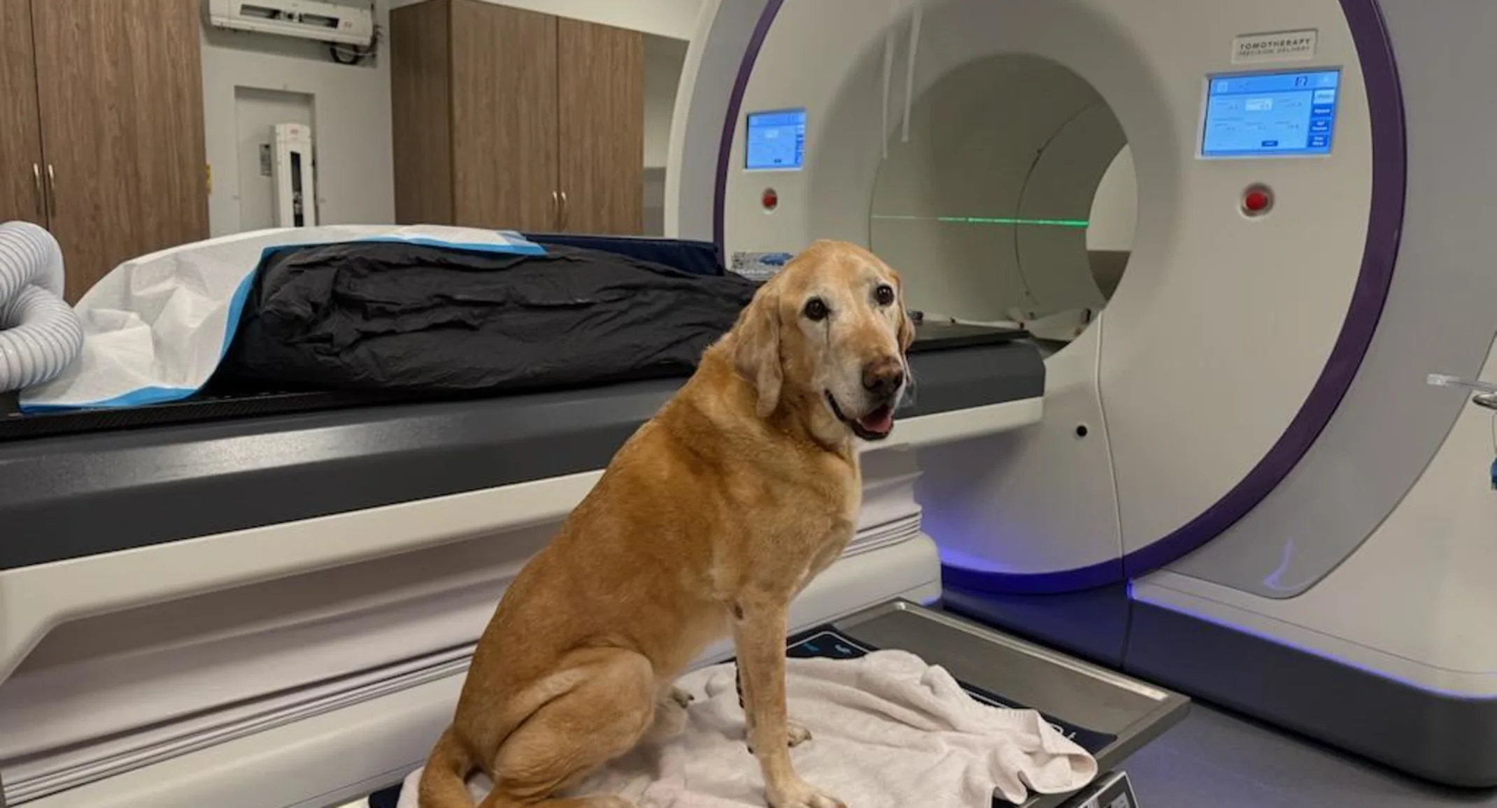 A golden Labrador on a padded treatment table in front of an Accuray Radixact radiation therapy machine in a veterinary treatment room A golden Labrador on a padded treatment table in front of an Accuray Radixact radiation therapy machine in a veterinary treatment room
