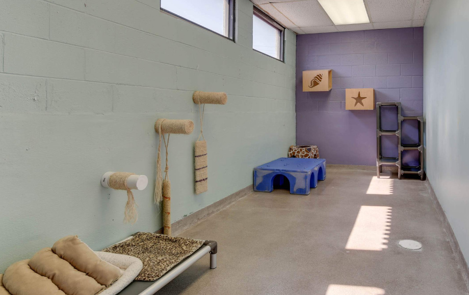 Owl Creek Veterinary Hospital's Indoor Cat Play Area where there are beds and scratching posts and compartments to hide in and play on
