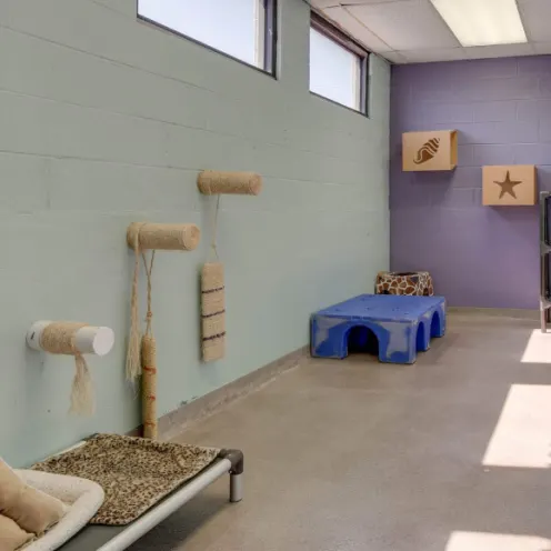 Owl Creek Veterinary Hospital's Indoor Cat Play Area where there are beds and scratching posts and compartments to hide in and play on