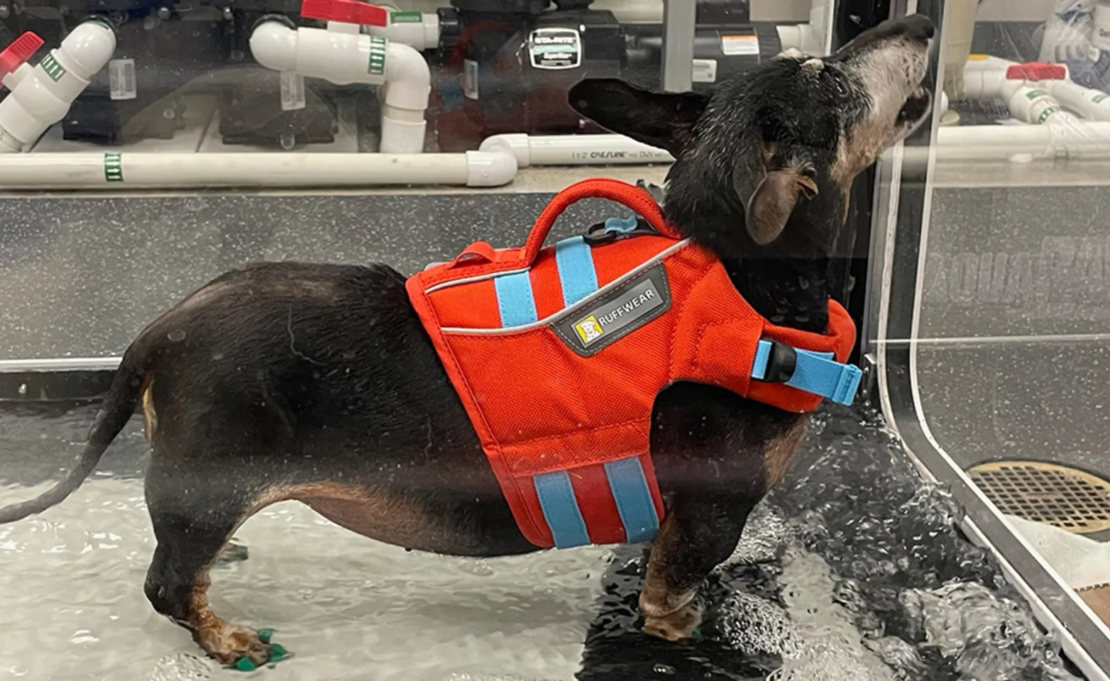 A dog in water therapy