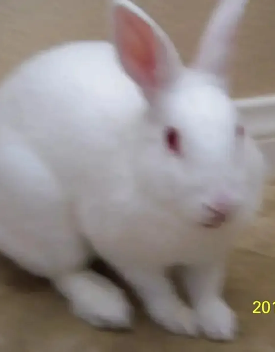 Olaf Olaf